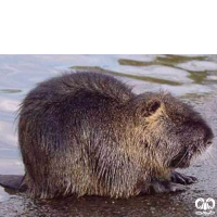 گونه نوتریا Myocastor coypus